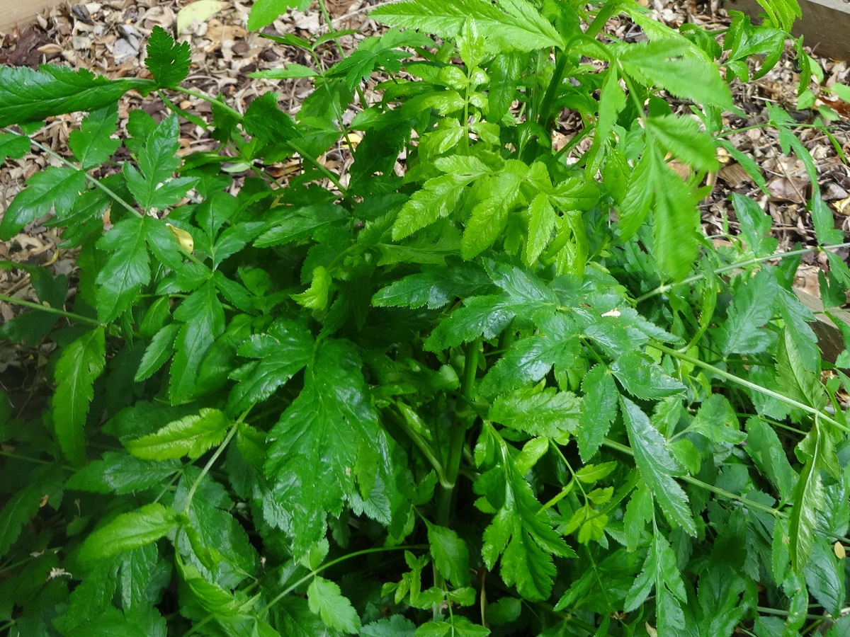 Sison amomum (Apiaceae)